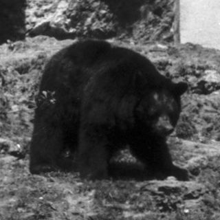 Bear near stone structure in rocky enclosure.