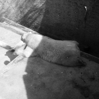 Polar bear resting in an indoor enclosure.