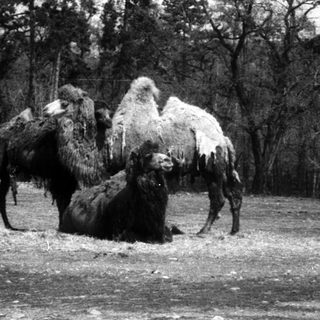 Camels in an enclosed zoo or park area.