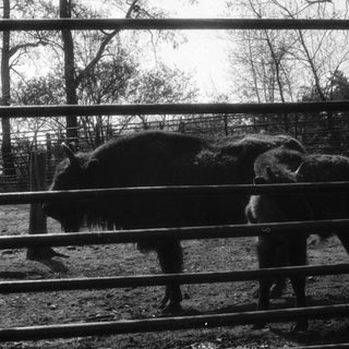 Two pigs behind a fence in an enclosed area.