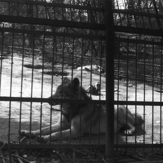 Two elephants behind barred enclosure.