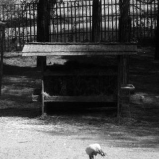 A lone bird in an empty, damaged zoo enclosure.