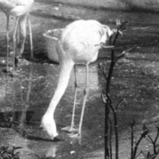 Flamingos in a zoo pond area.