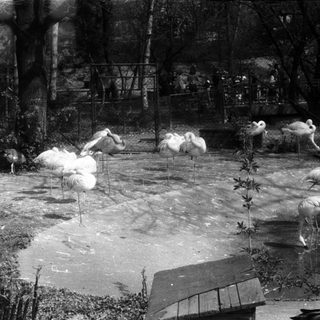 Flamingos in an enclosed water habitat.