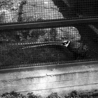 Crocodile in an enclosed, netted habitat.