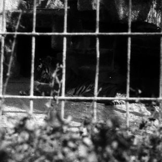 Dark, rusted cage with debris inside.