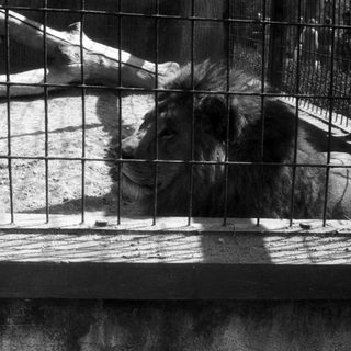 Lion resting inside confined metal enclosure.