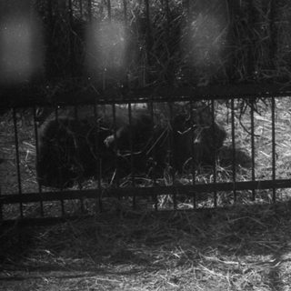 Silhouette of animals behind dark fence.