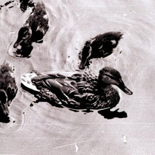 Five ducklings with an adult duck in water.