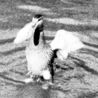 Two birds wading in shallow water near shore.