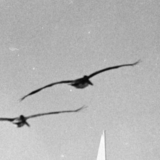 Sailboat on water with two birds flying above.