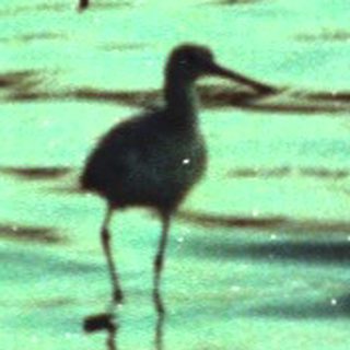 Wading bird in shallow, murky wetland.