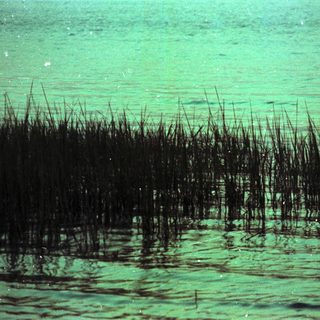 Dense underwater vegetation in shallow water.