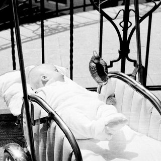 Baby in a pram with a bird perched nearby.