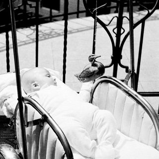 Baby in a pram with a peacock perched nearby.