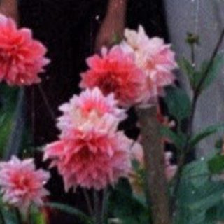 Group of children standing outside a house with flowers.