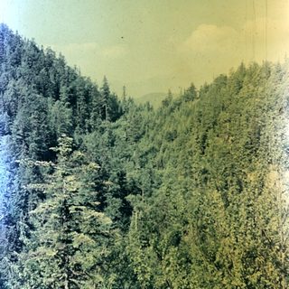 Lush, densely forested hillside under a cloudy sky.
