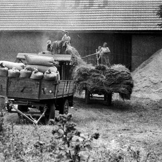 Here's a brief summary of the image: Farm workers load hay onto a trailer near a barn.