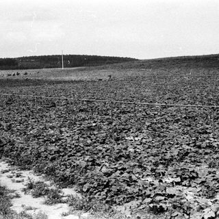 Field of crops with a fence and distant trees.