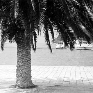 Palm tree overlooks a boat on a body of water.