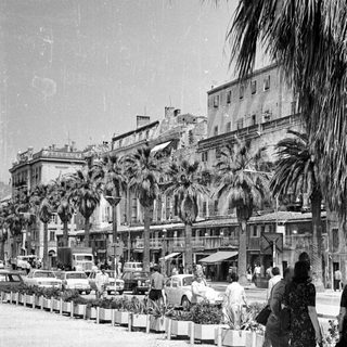 Black and white street scene with palm trees and cars.