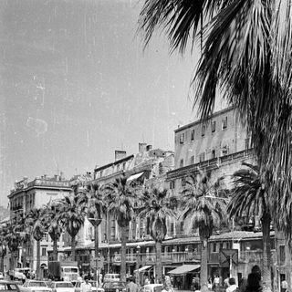 Black and white street scene with palm trees and cars.