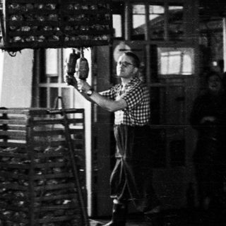 Workers in a poultry farm, handling caged chickens.
