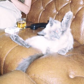 Woman and cat relax on a tufted, leather couch.