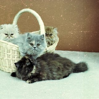 Here's a brief summary of the image: Three Persian kittens in a basket, one cat below.