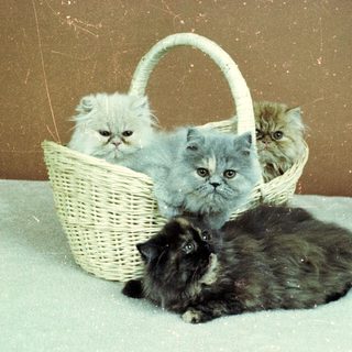 Here's a brief summary of the image: Three Persian kittens in a basket, one cat below.