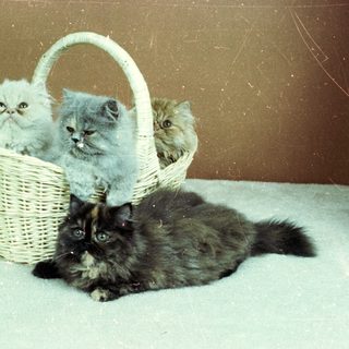 Three Persian kittens in a basket, one cat lounging nearby.