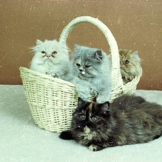 Three Persian kittens in a basket, one cat lounging nearby.