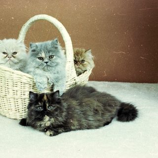 Three Persian kittens in a basket, plus a lounging cat.