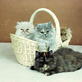 Three Persian kittens in a basket, plus a lounging cat.