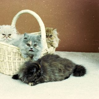 Three fluffy Persian kittens in a basket, one cat sits below.