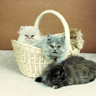 Three fluffy Persian kittens in a basket, one cat sits below.