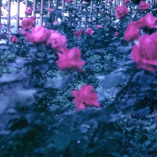 Pink roses bloom with foliage, partially obscured by a fence.