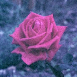 A single red rose grows near a fence.
