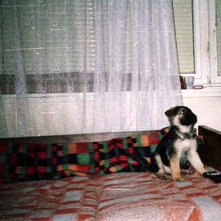 Puppy sits on a bed near a window.