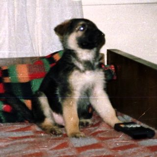 Puppy sits on a bed near a window.