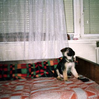 Puppy sits on a bed near a window.