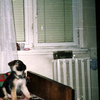 Puppy sits on a bed near a window.