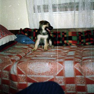 Here's a brief summary of the image: German Shepherd puppy sits on a bed with curtains behind.