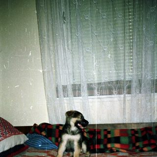 Here's a brief summary of the image: German Shepherd puppy sits on a bed with curtains behind.