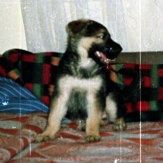 Here's a brief summary of the image: German Shepherd puppy sits on a bed with curtains behind.