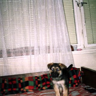 Puppy sits on a bed near a window.