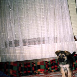 Puppy sits on a bed near a window.