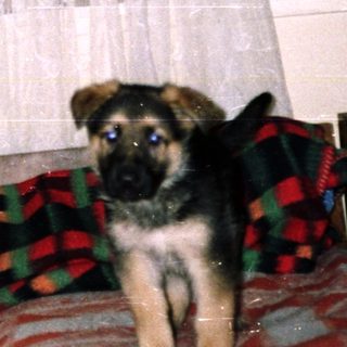 Puppy sits on a bed near a window.