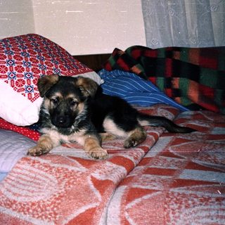 German Shepherd puppy rests on a bed with colorful bedding.