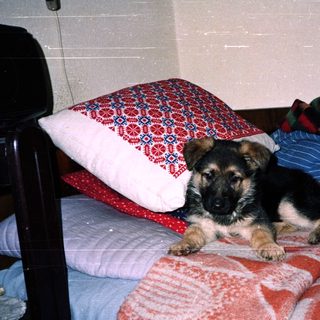 German Shepherd puppy rests on a bed with colorful bedding.